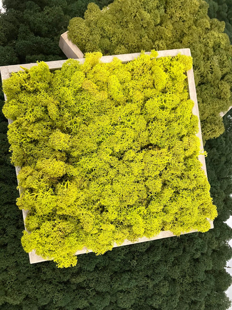 Moosbilder Workshop - 2 Bilder 25x25 cm Islandmoos