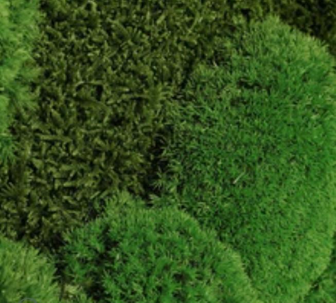 Moosbilder Workshop - 2 Bilder 25x25 cm Mix und Hügelmoos.