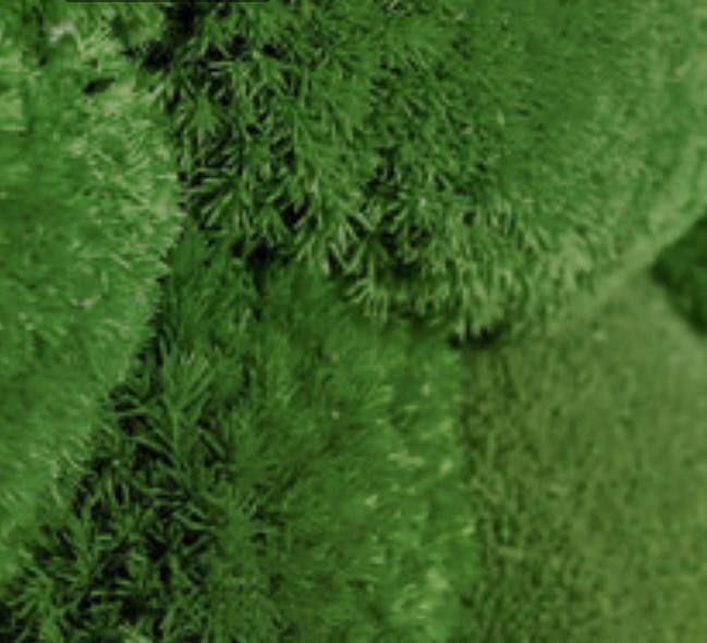 Moosbilder Workshop - 2 Bilder 25x25 cm Mix und Hügelmoos.