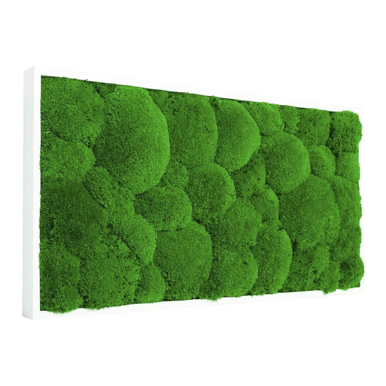 Moosbild Hügelmoos 60x30 cm - EVADORA