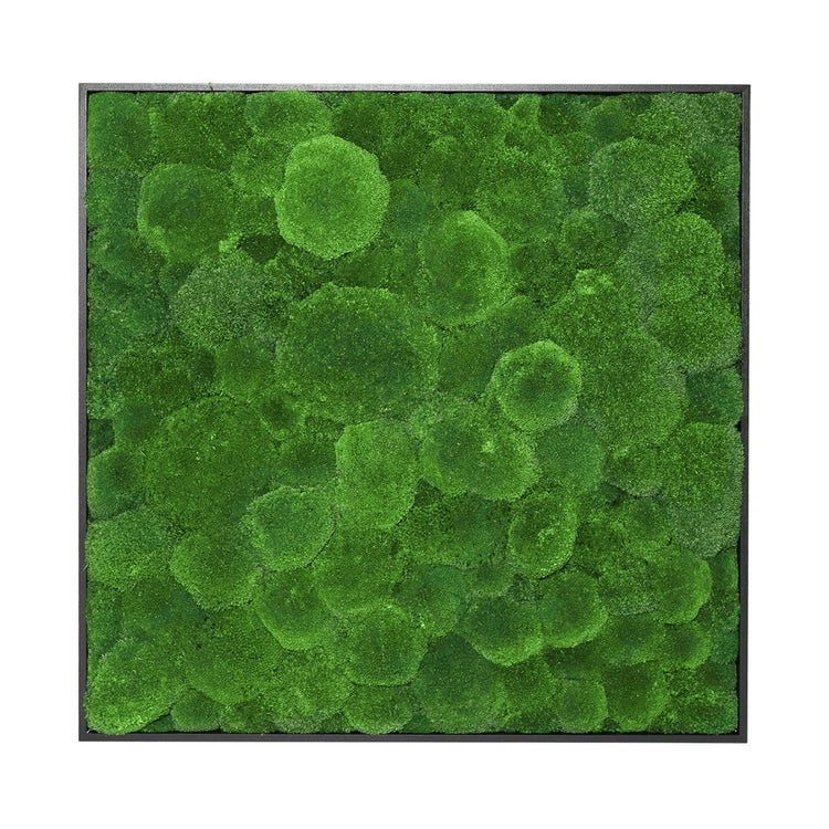 Moosbild Hügelmoos 80x80 cm - EVADORA