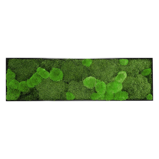 Moosbild Mix-Moos 140x40 cm - EVADORA