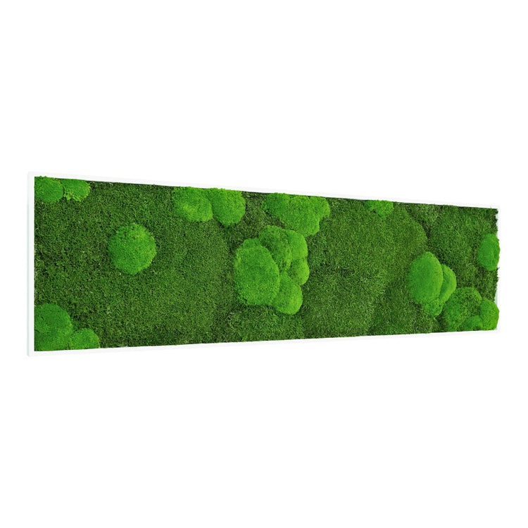 Moosbild Mix-Moos 140x40 cm - EVADORA
