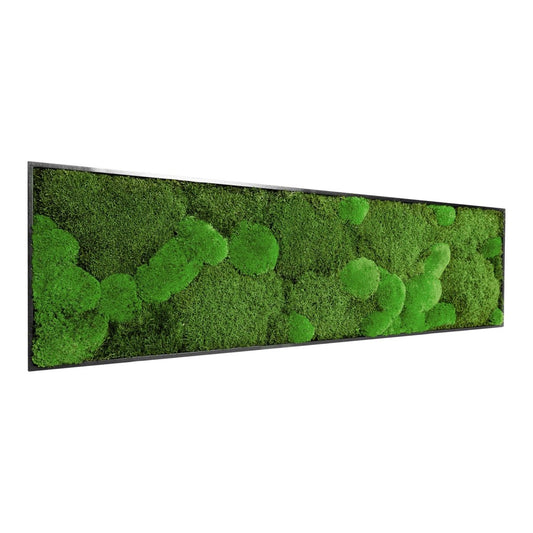 Moosbild Mix-Moos 140x40 cm - EVADORA