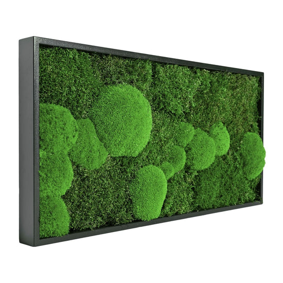 Moosbild Mix-Moos 60x30 cm - EVADORA