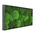 Moosbild Mix-Moos 60x30 cm - EVADORA
