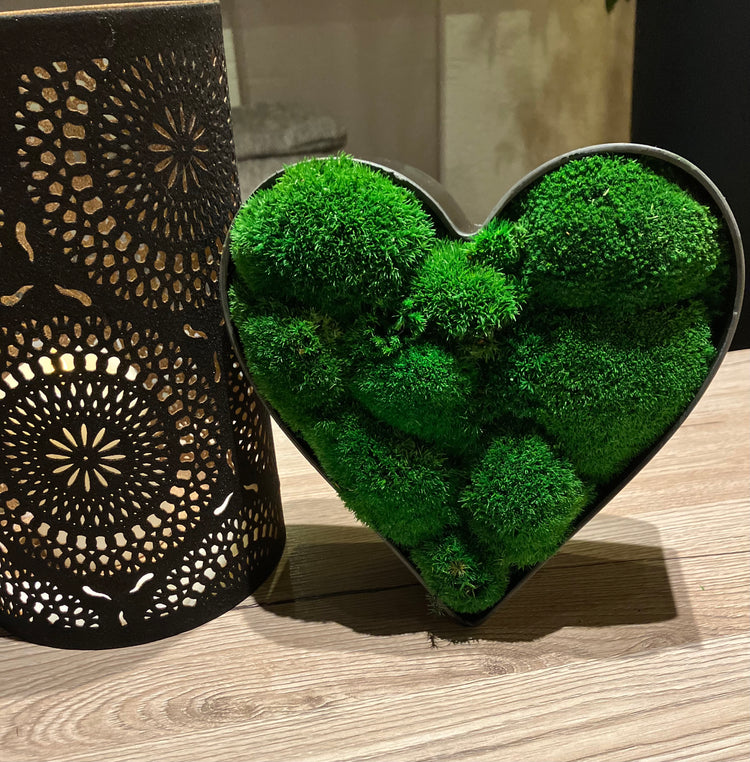 Moosschale Herz Hügelmoos