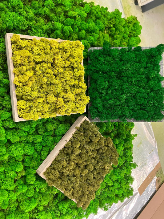 Moosbilder Workshop - 2 Bilder 25x25 cm Islandmoos